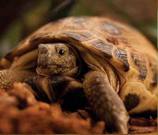 russian tortoise terrarium