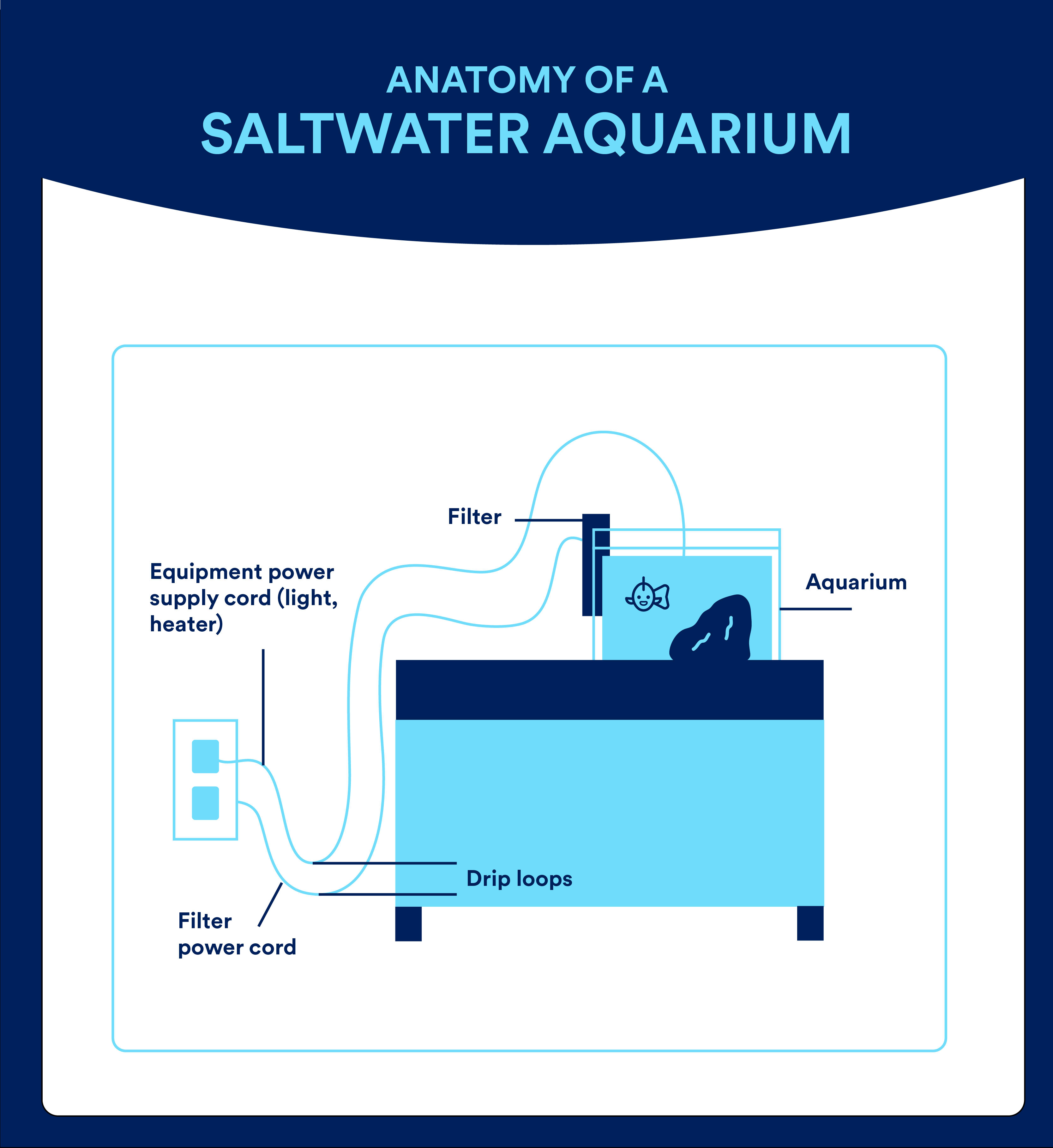 How to set up a saltwater aquarium | Infographic