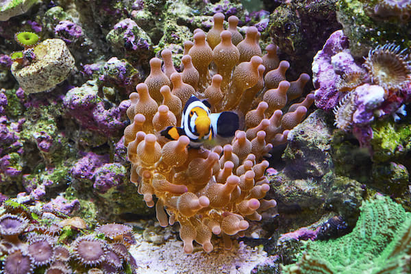 fish tank with saltwater fish