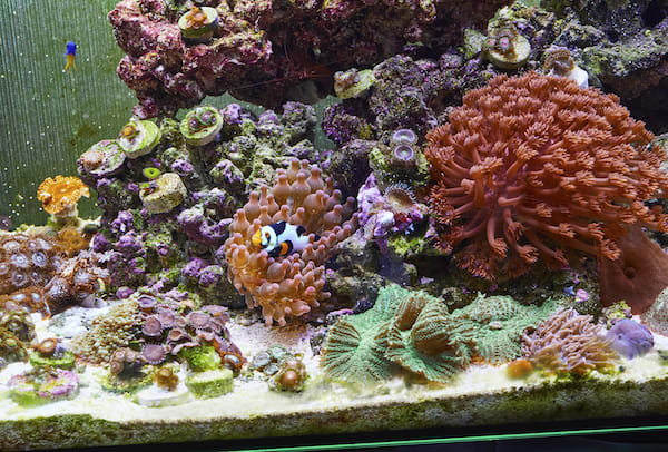 saltwater fishtank