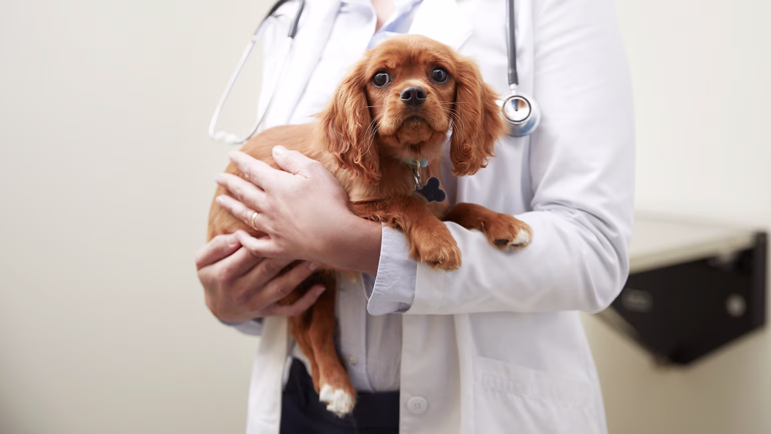 Pet Allergy Relief: Apoquel vs. Cyclosporine – Which is Right?
