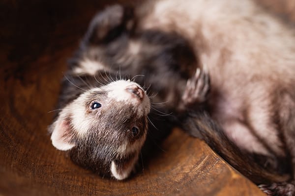 Ferret (Mustela putorius furo)