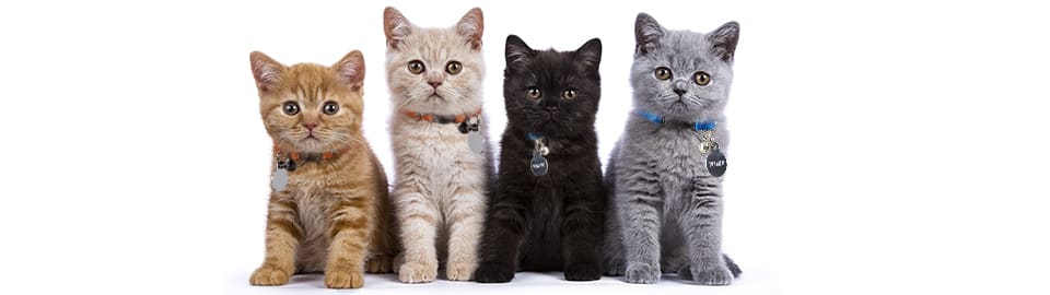 Get Inspired on How to Choose Your Cat's Name | Petco 