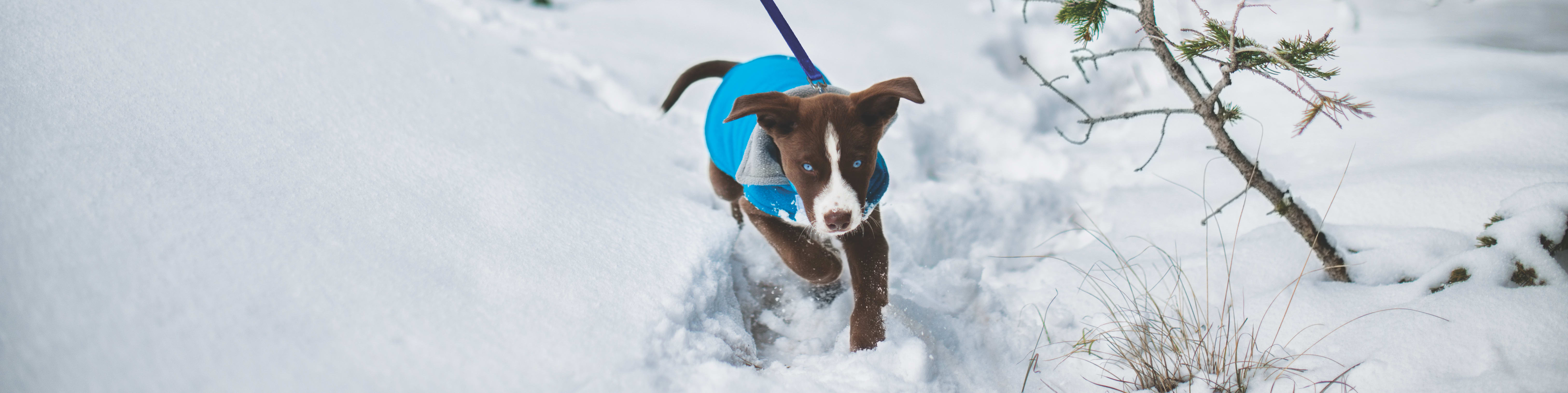 How to Prepare for the Holiday Season so You Can Safely Enjoy the Festivities with Your Pet