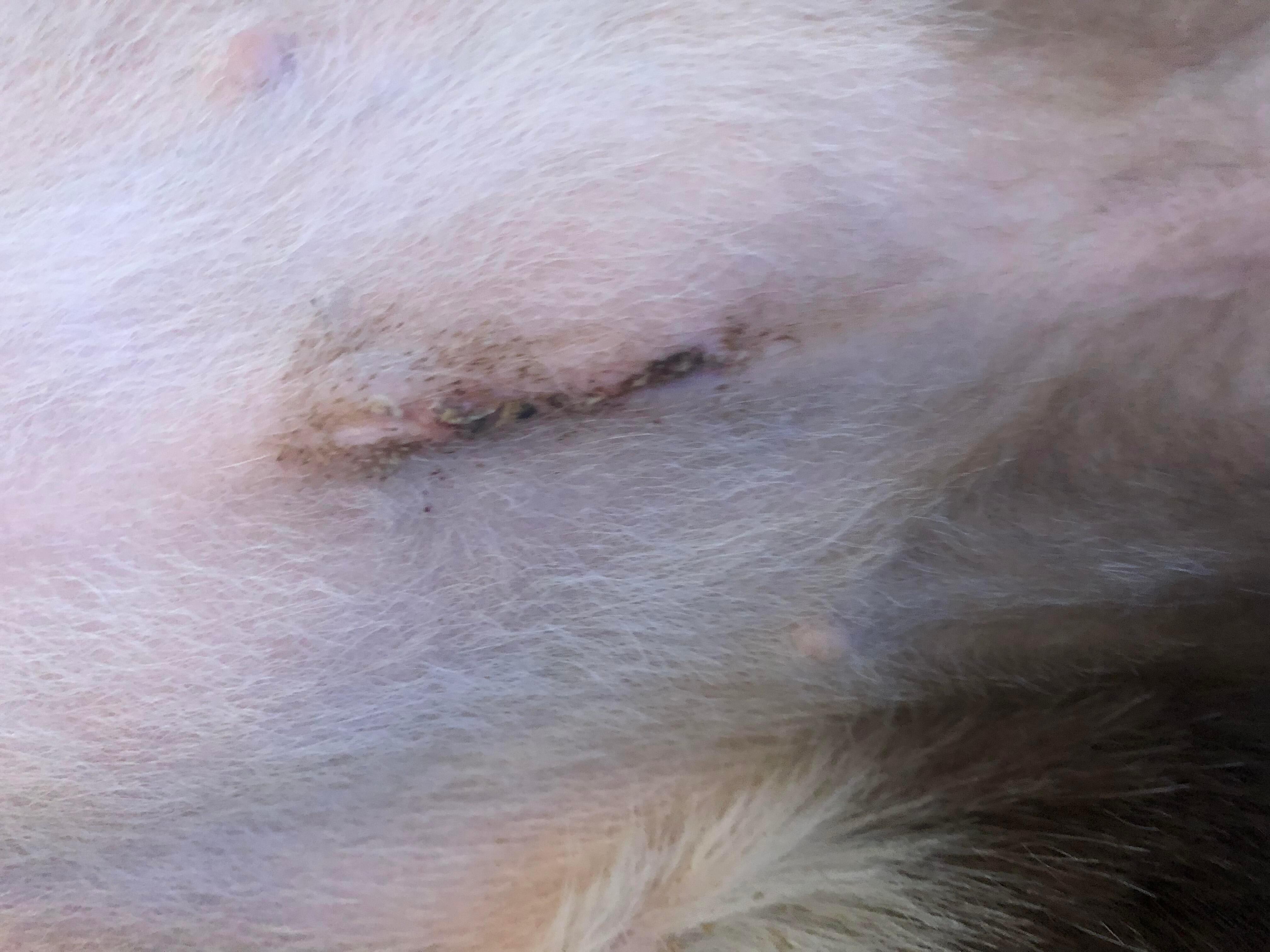 Is Your Dog's Spay Incision Healing Right 10 Days After Surgery? | Petco