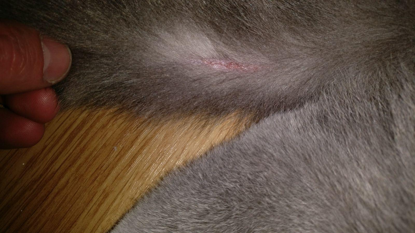 My Cat Injured Tail: Why Licking Wound & Twitching? Get Help | Petco