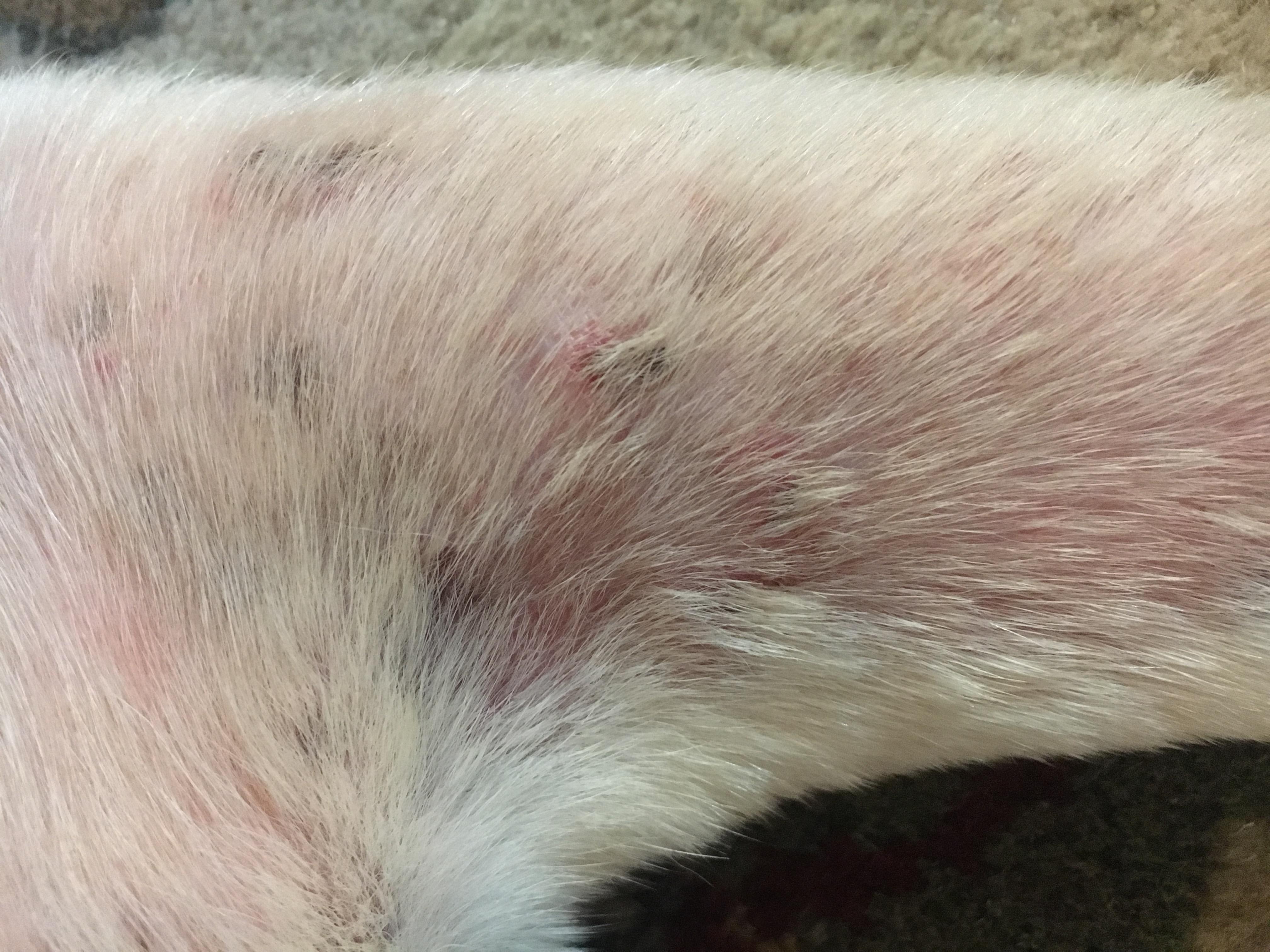 My Dog Has Pink, Irritated Skin on Its Leg. Is It Allergies? | Petco