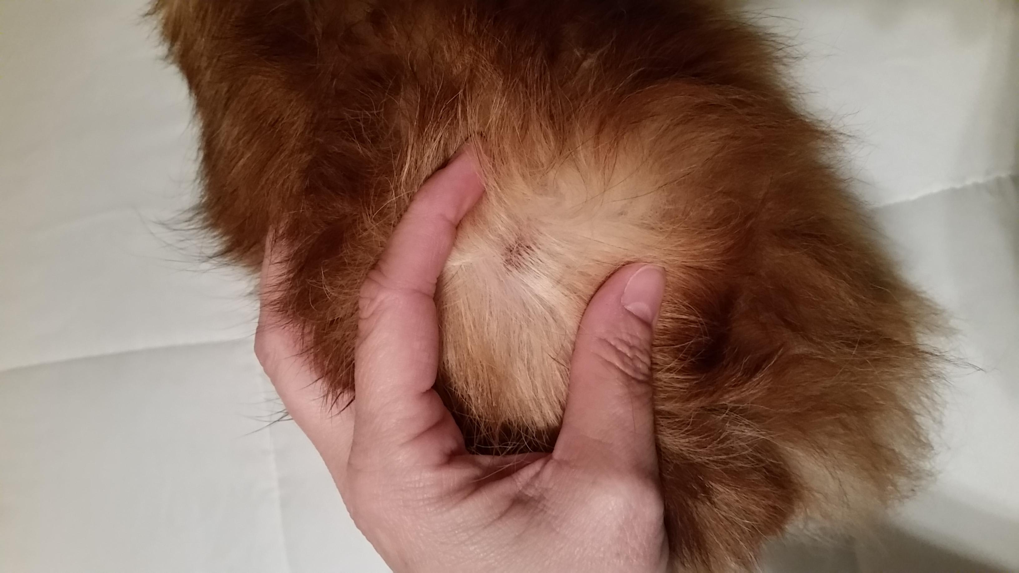 View of Treat Your Chihuahua's Hotspot with Benadryl & Hydrocortisone | Petco
