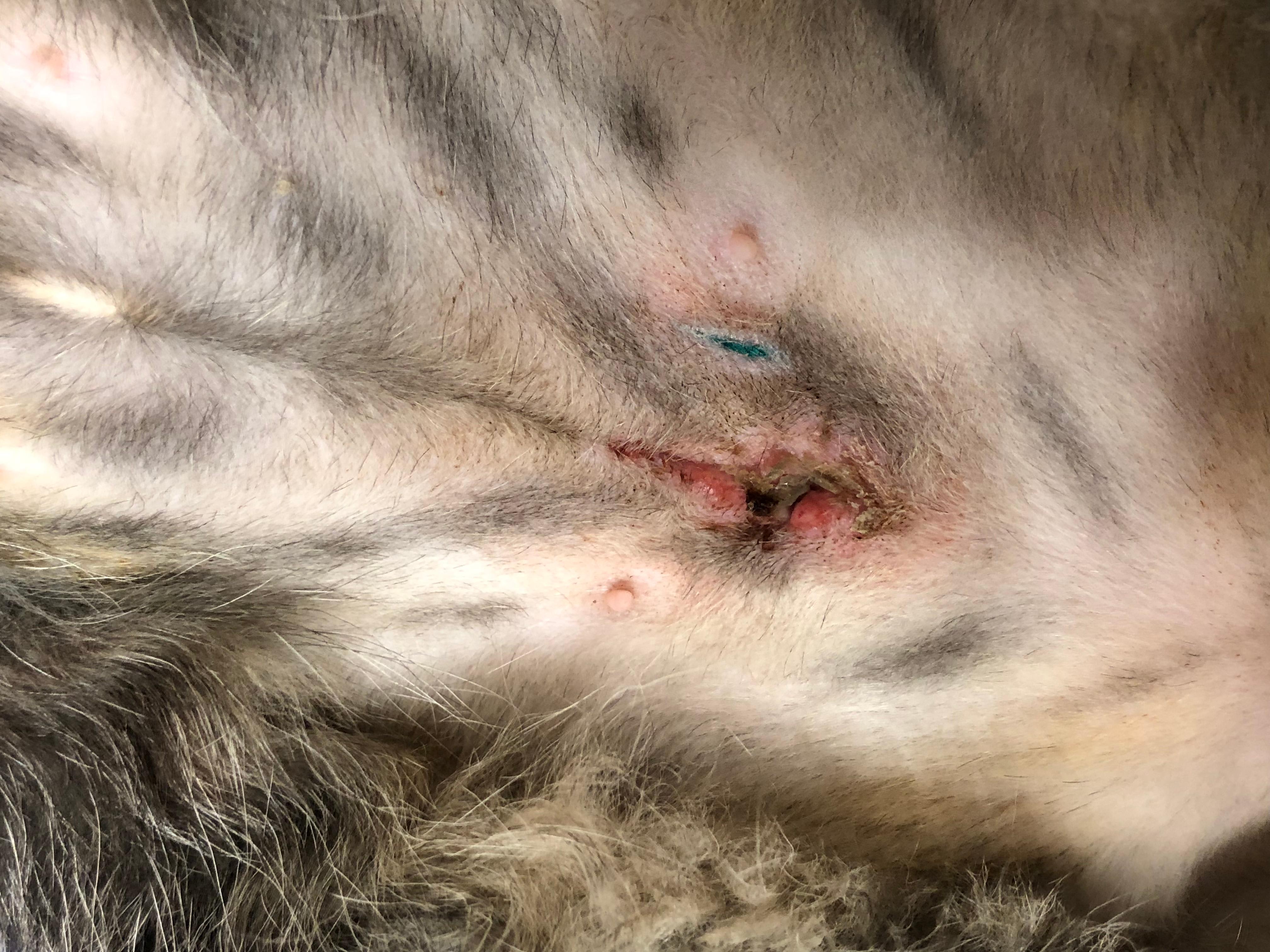 Infected Spay Incision? Care for Your Dog Before the Vet | Petco