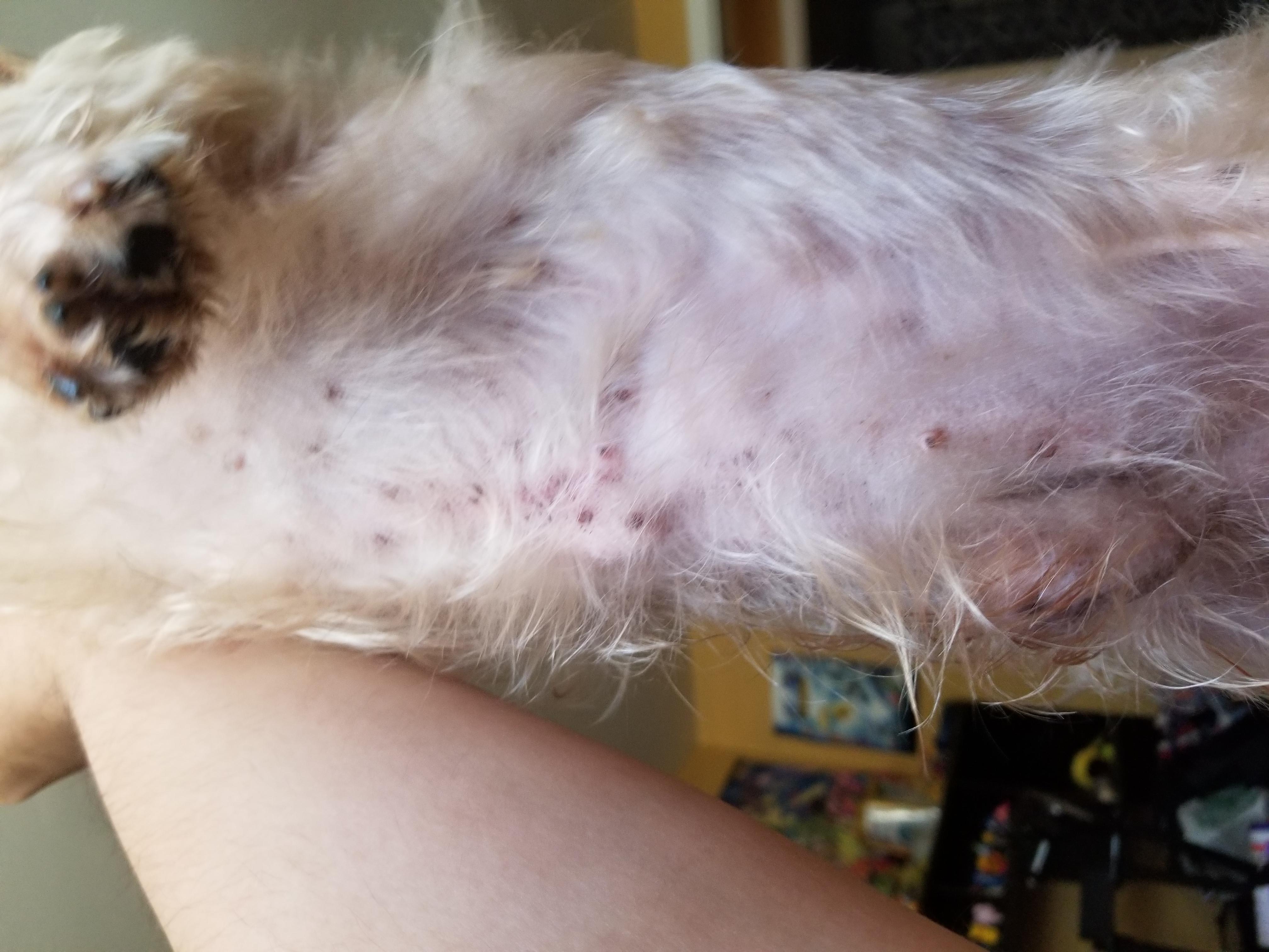 My Shih Tzu Has Skin Spots & Licking: Should You See a Vet? | Petco