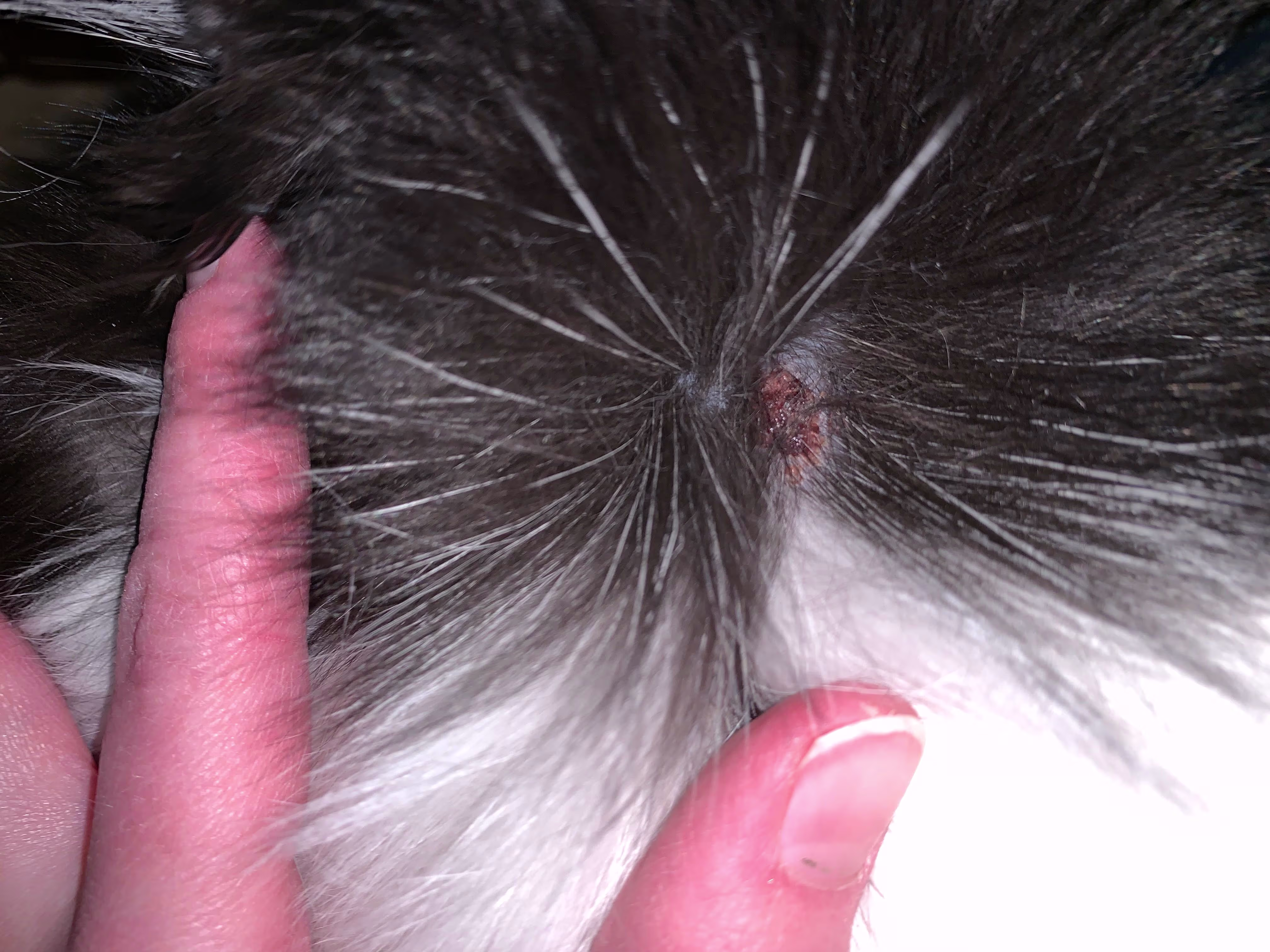 What's That Hard Bump, Scab, or Blister on Your Cat's Neck? | Petco