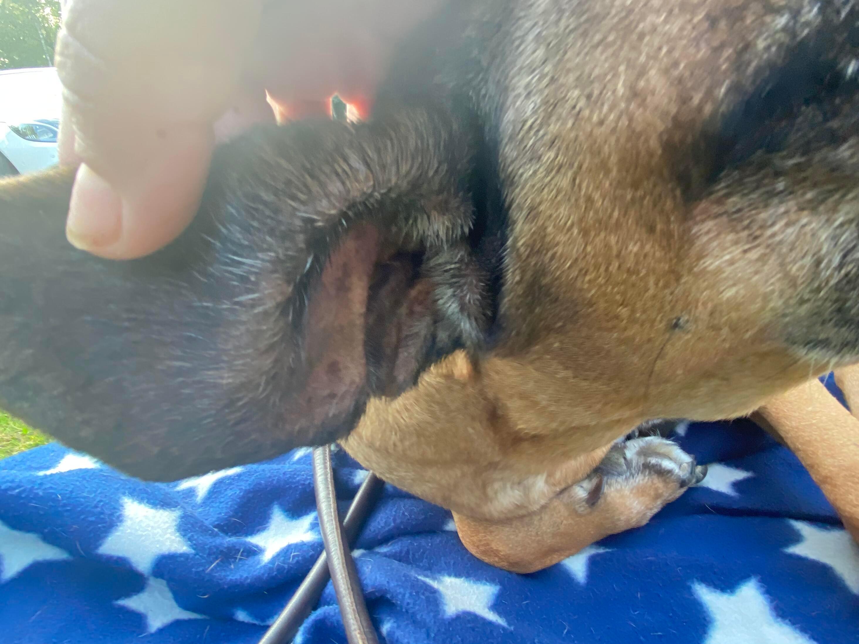 My Dog Has Painful Ear Infection: Can I Give Tylenol for Now? | Petco