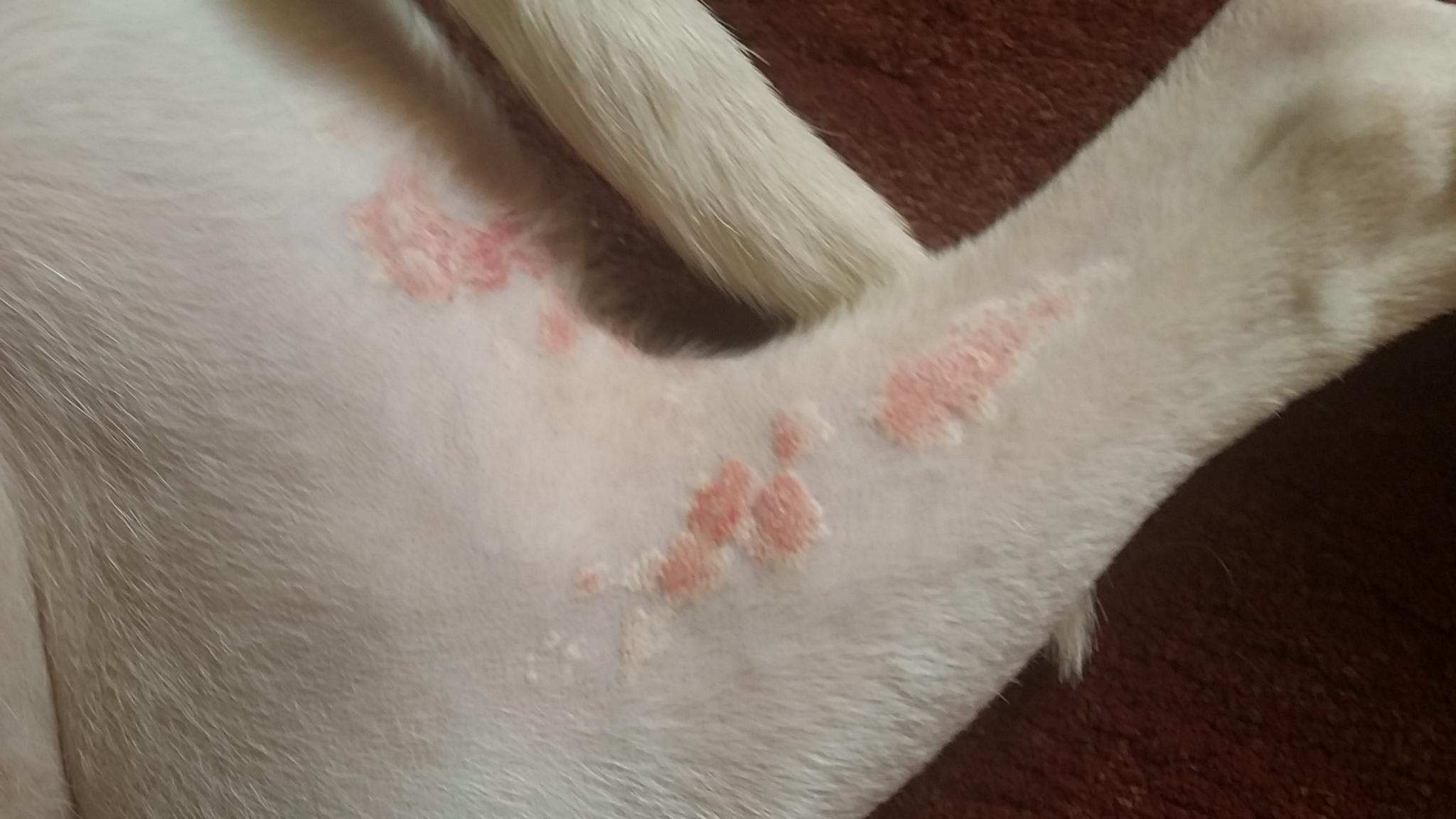 Red, Dry, White-Edged Rash on Dog's Legs & Shoulder? Find Out | Petco
