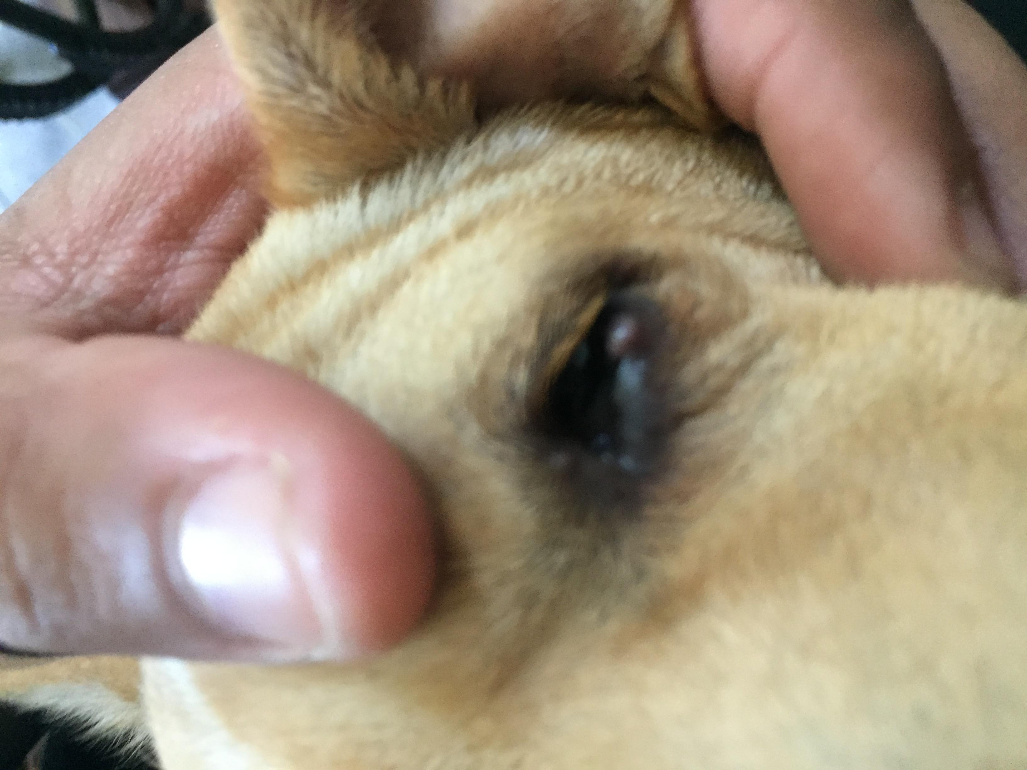 How to Treat a Stye on a Dog: Effective Home Remedies & Tips
