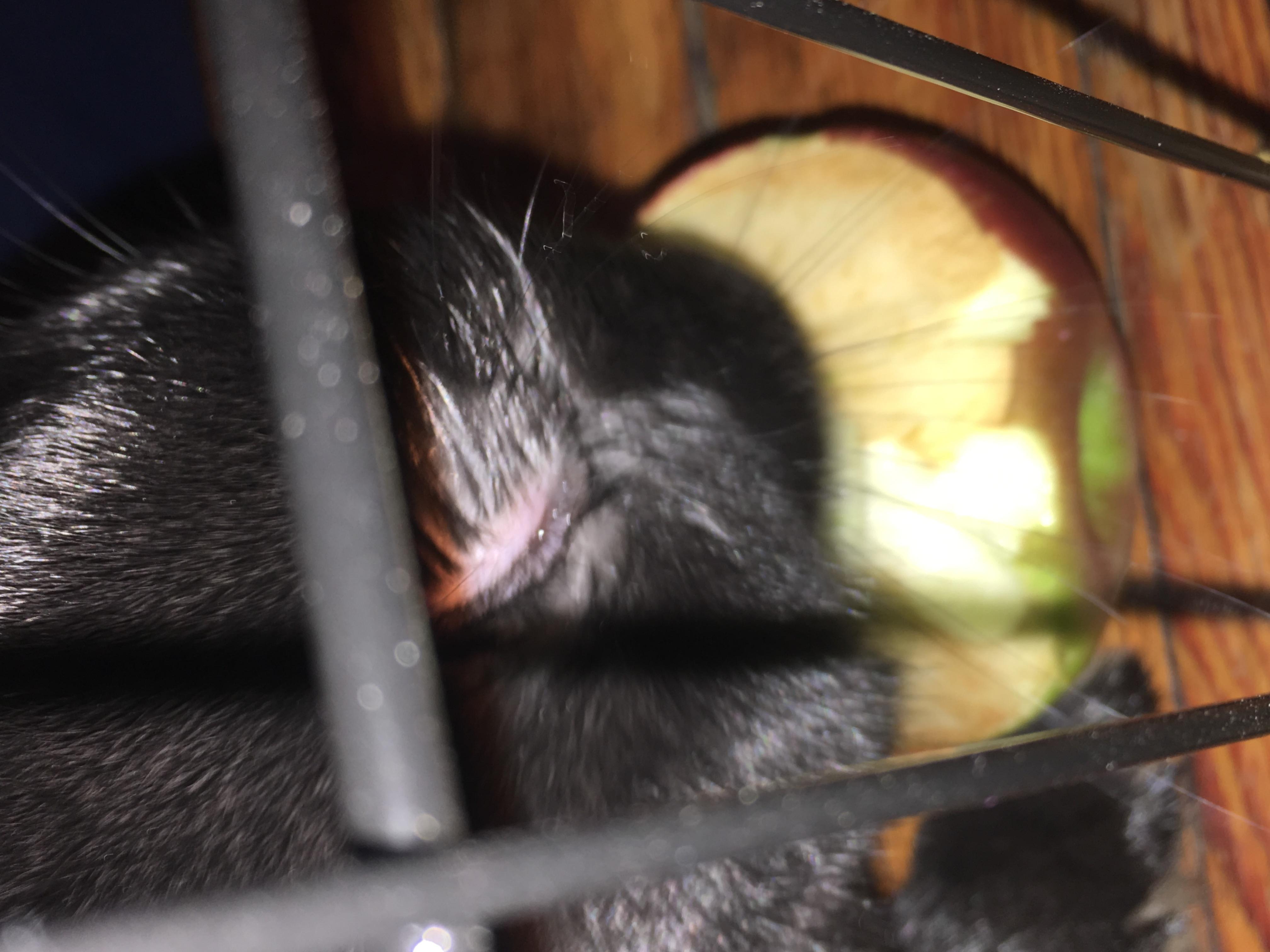 Rabbit Swollen Eye: What Causes It & What Should You Do? | Petco