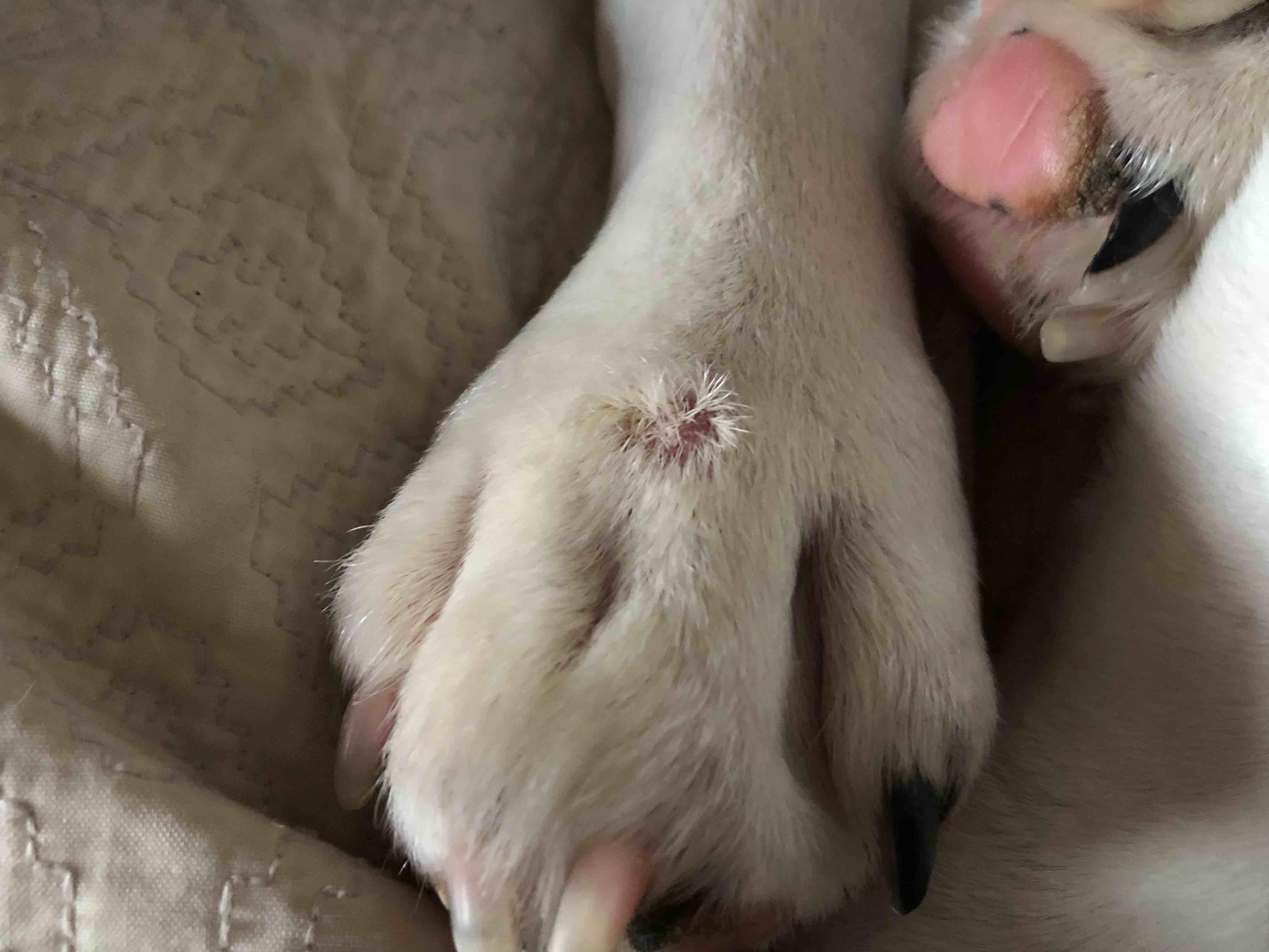 Is that sore on your English Bulldog serious? When to see the vet. | Petco