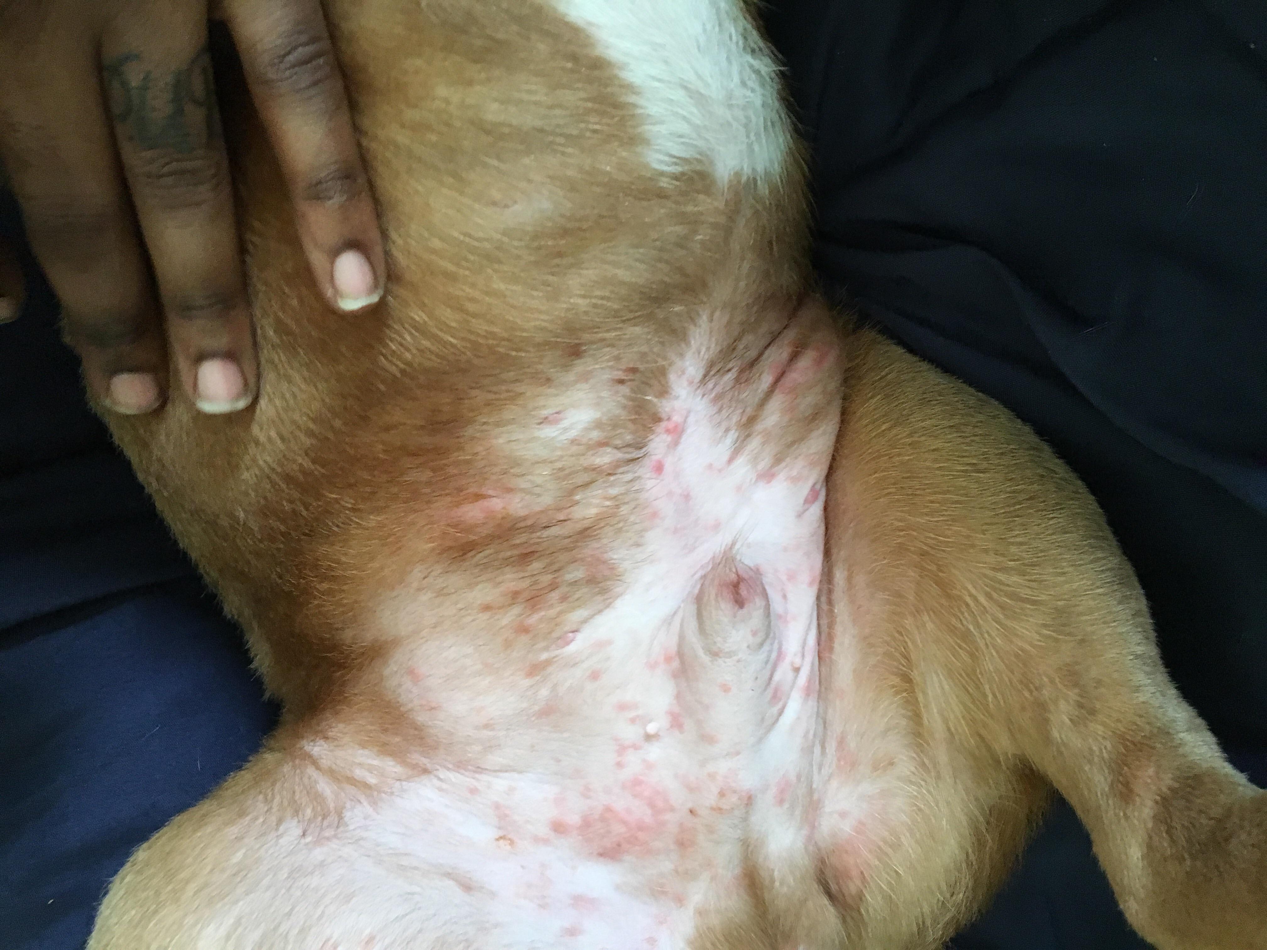 What's Causing My Puppy's Red Bumps & Skin Rash? Find Answers | Petco