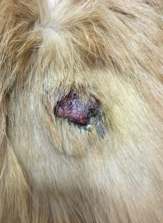 My senior dog has a dry abscess for 6 months. Does it need surgery? | Petco
