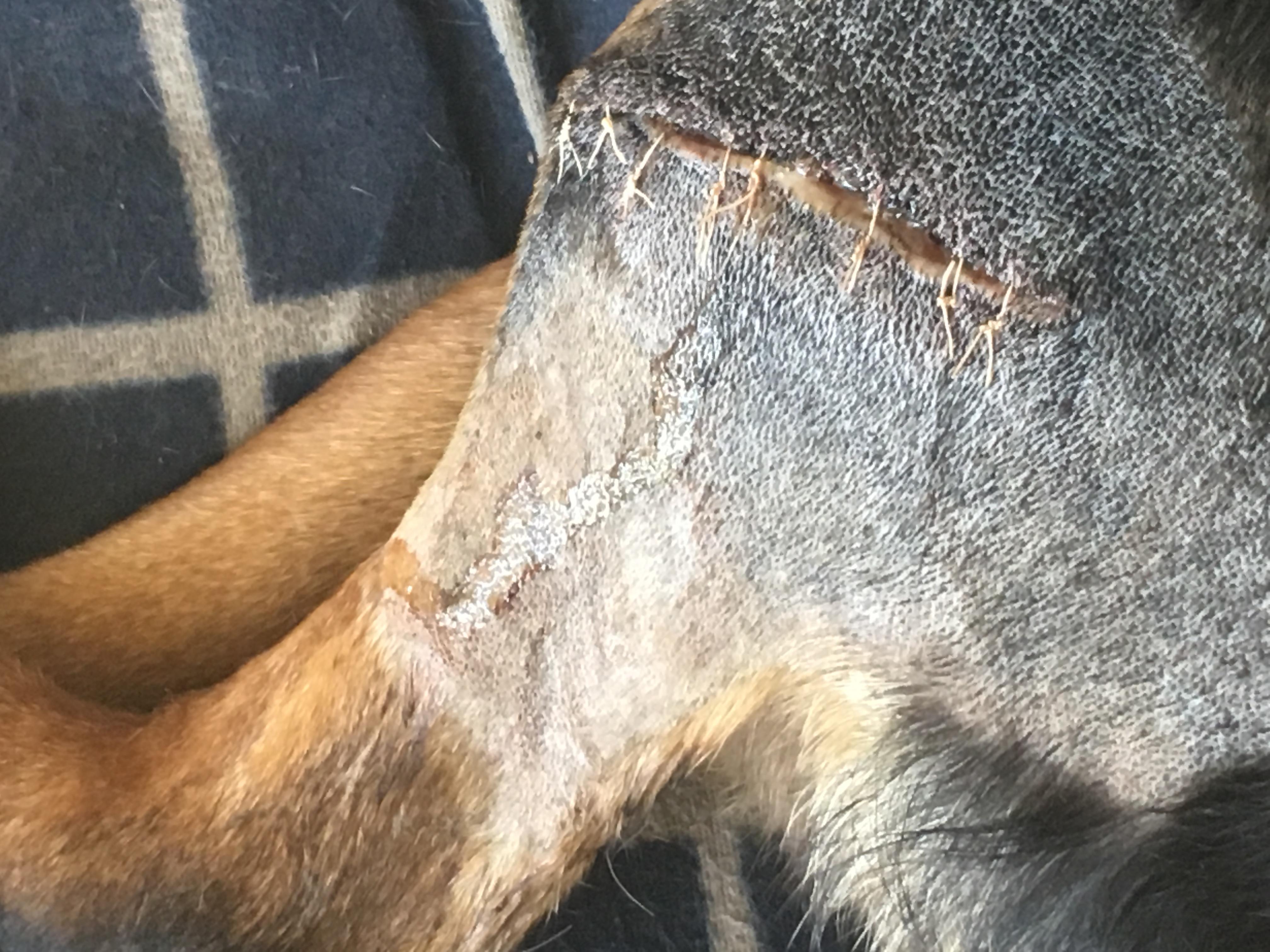 Dog's Surgery Wound Reopened: Emergency Vet or Wait? | Petco