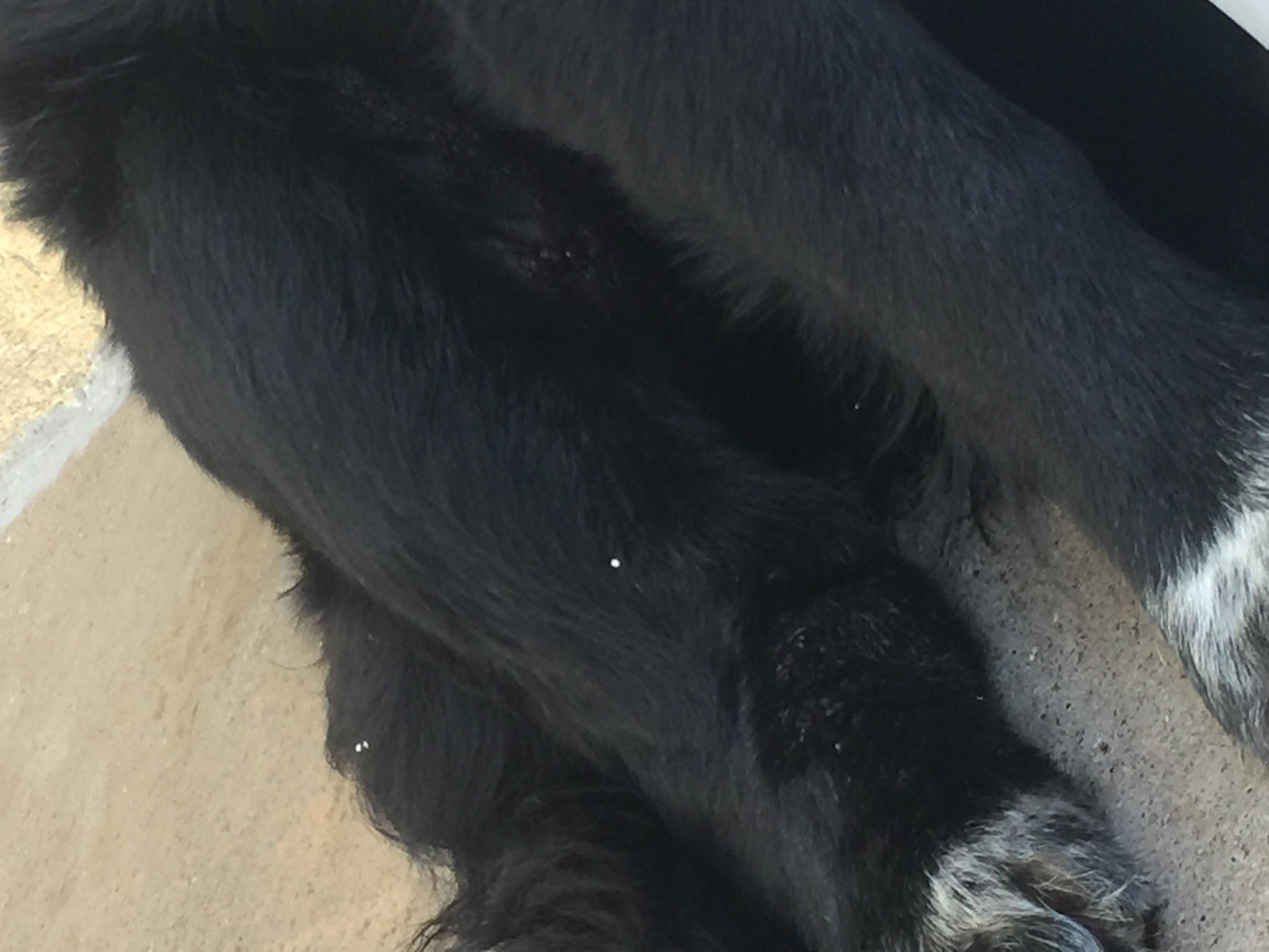 Why is my dog's leg swollen with skin issues and she can't walk? | Petco