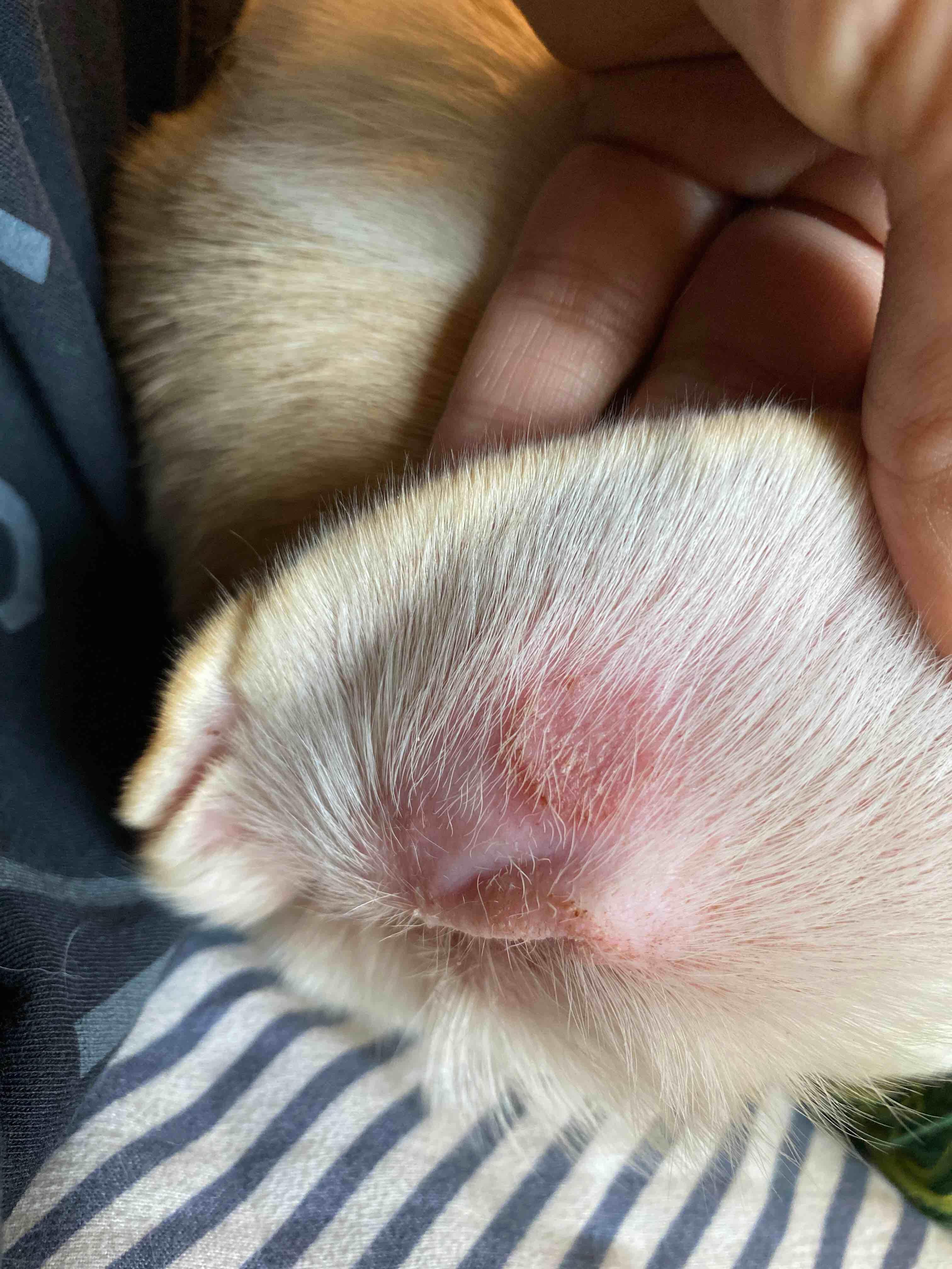 My Dog Has Black Dirt & Rash in Ear: What Could It Be? | Petco