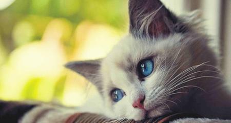 Top 5 Signs Your Cat May Be Hiding An Illness