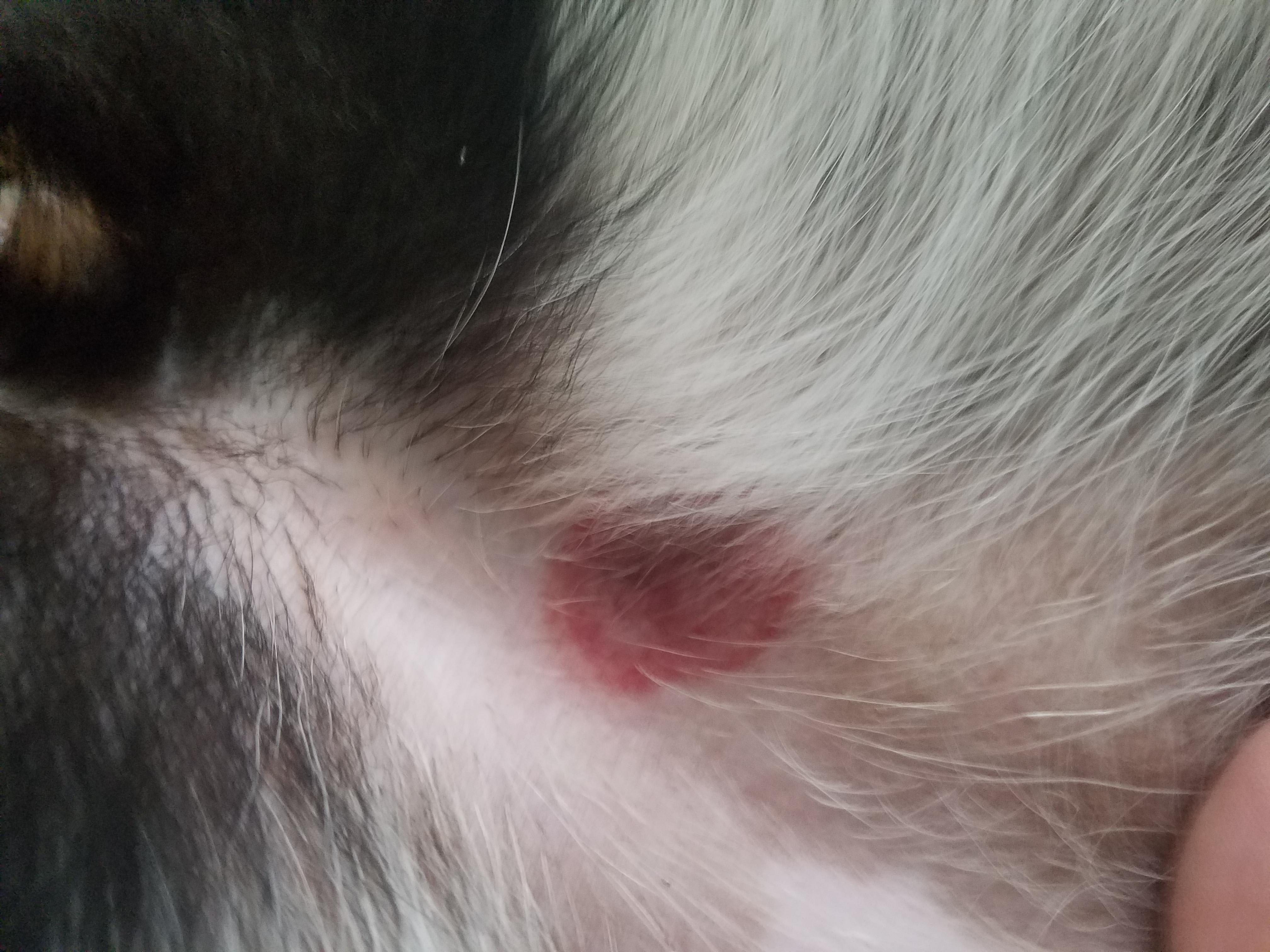 Why is my dog's belly and crotch area breaking out in a rash? | Petco