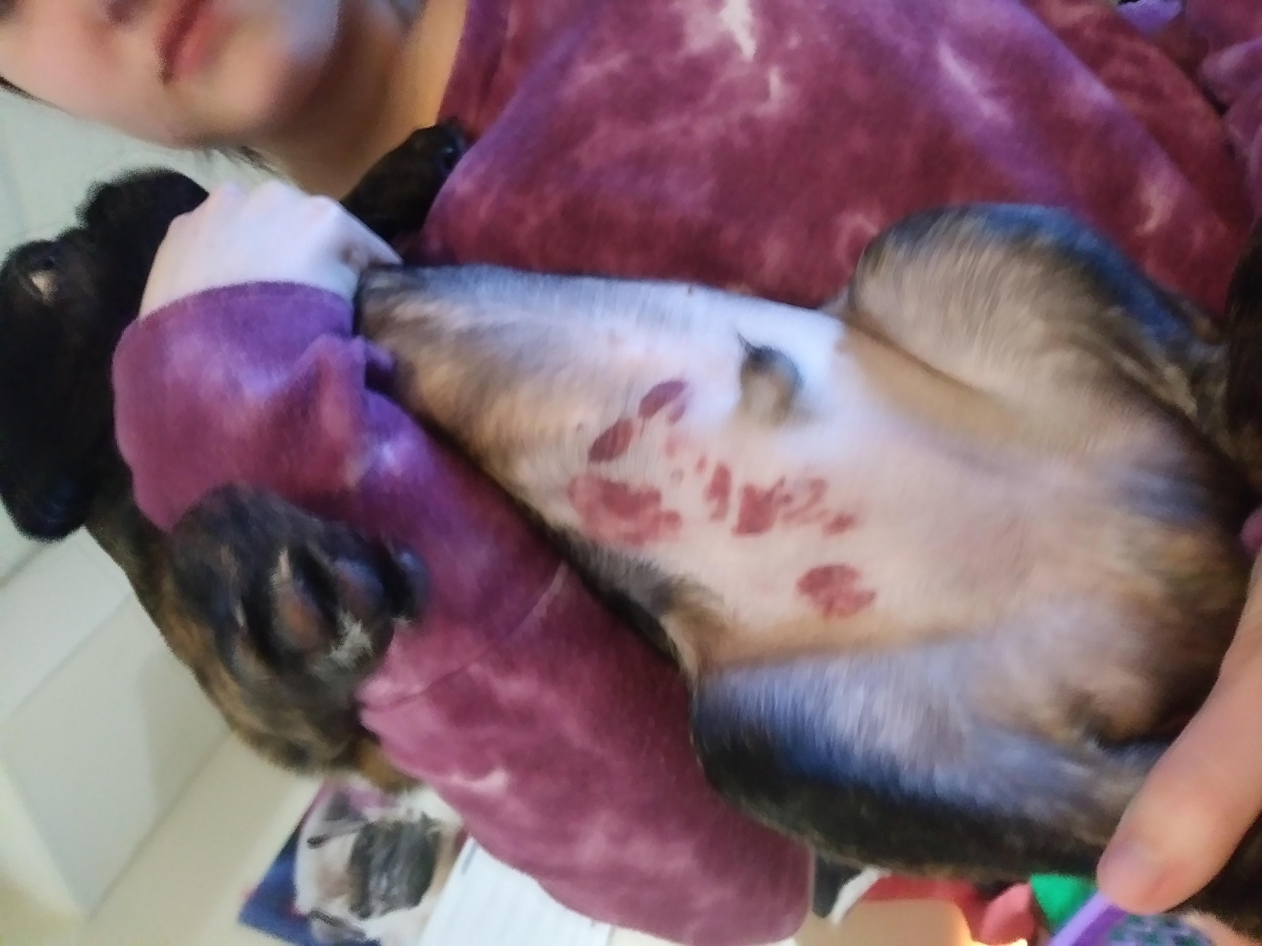 Why a red rash like blood on your dog after rabies shot? | Petco