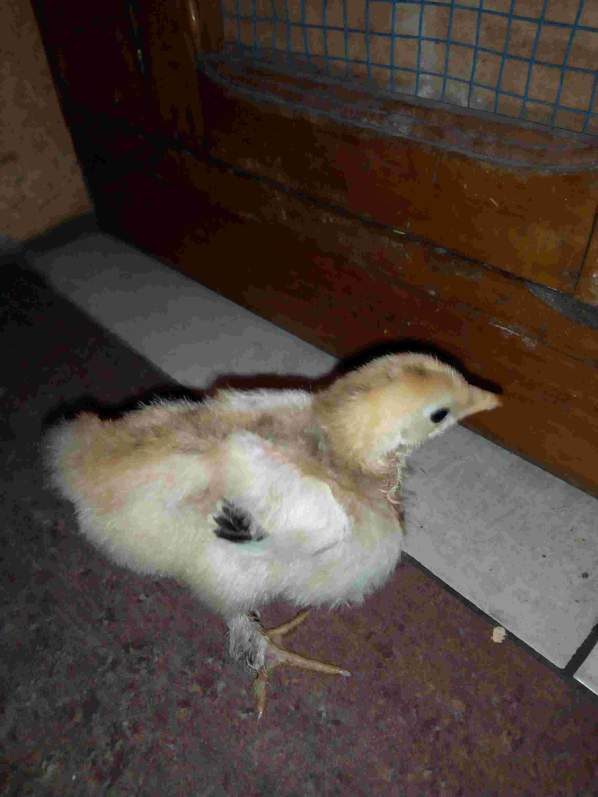 My Chick's Feathers Are Falling Out & Not Growing. Help! | Petco