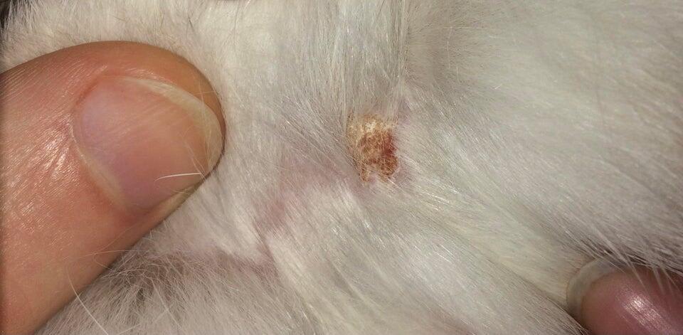Rabbit Scratching Neck, Scab: Should I Take Her to the Vet? | Petco