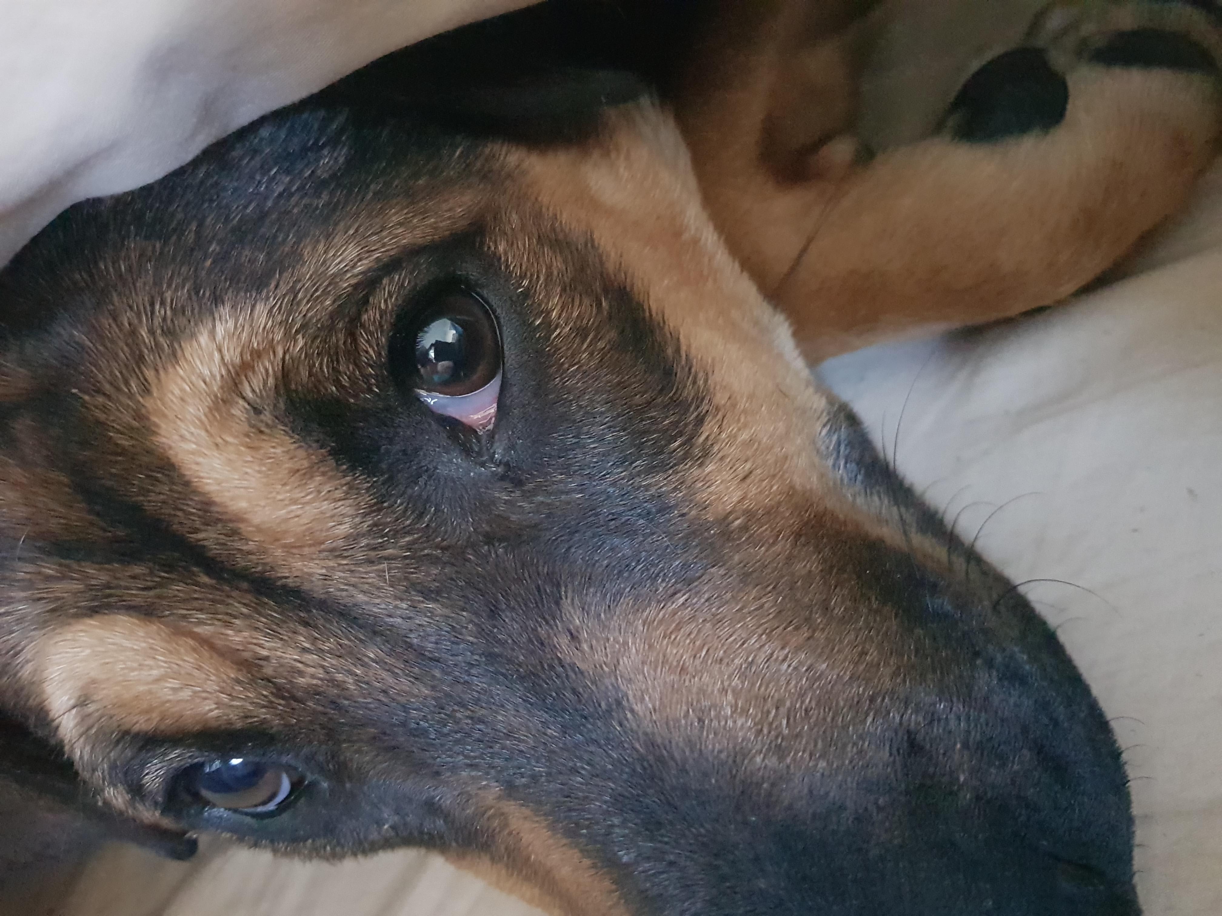 Why is my puppy's eye cloudy after conjunctivitis treatment? | Petco