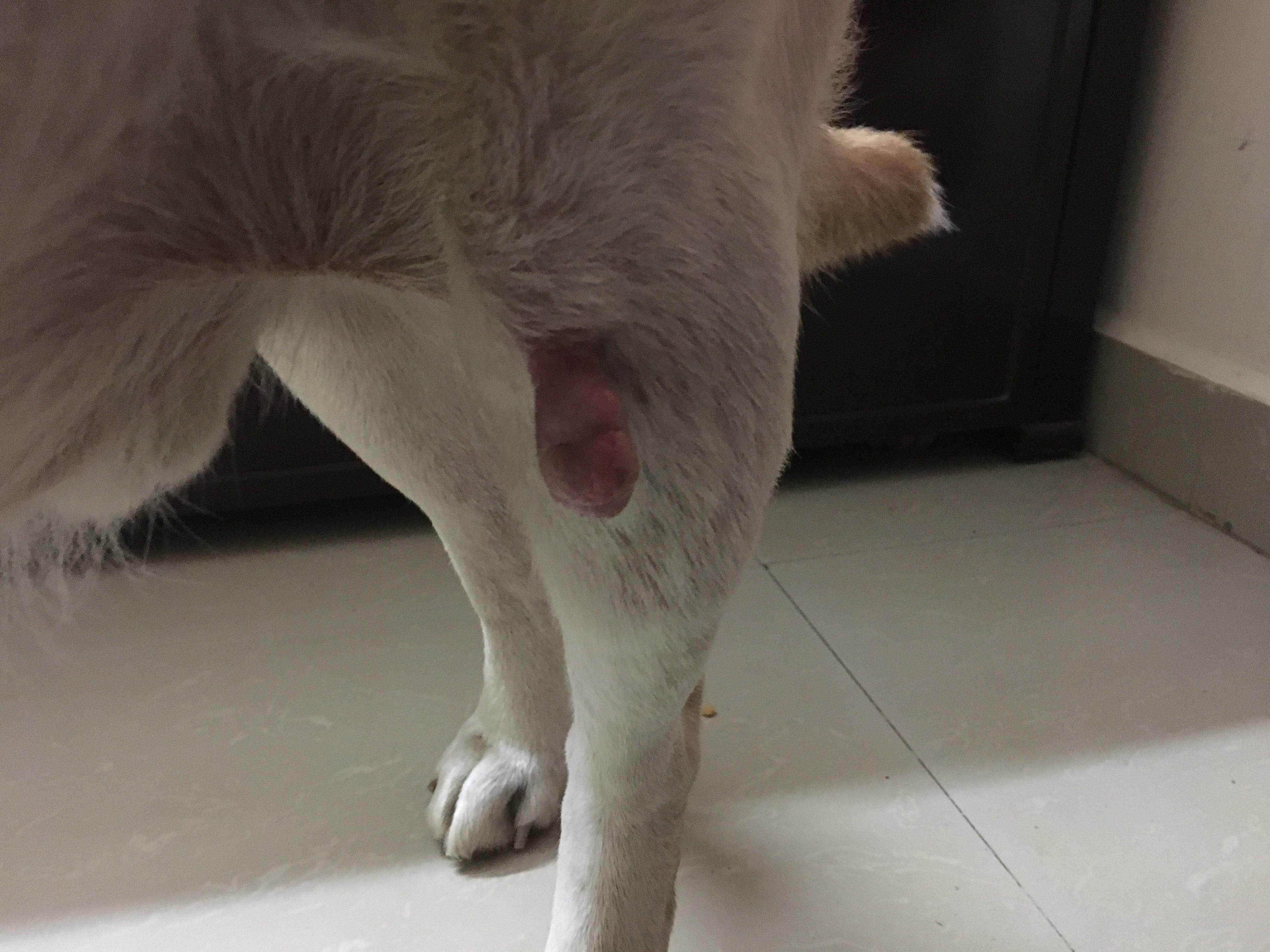 My Dog's Skin Growth is Swelling: What Should I Do Now? | Petco