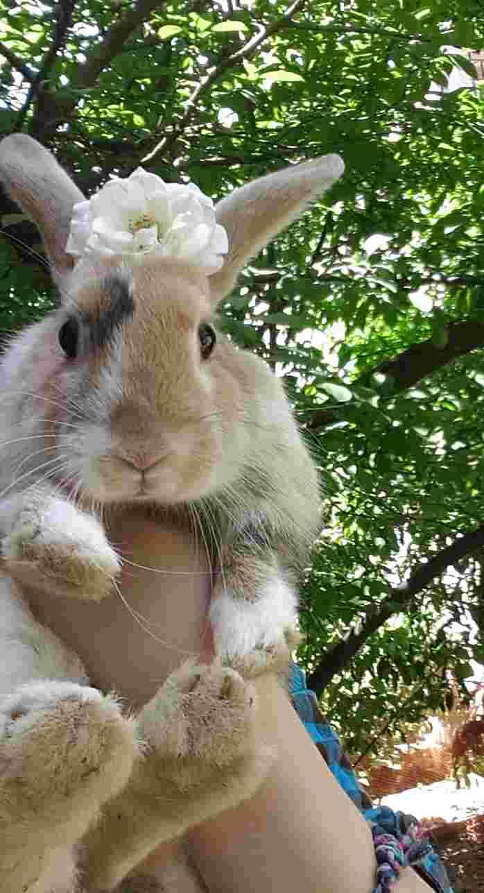 Why aren't my mixed lop bunny's ears lopping? Is it normal? | Petco