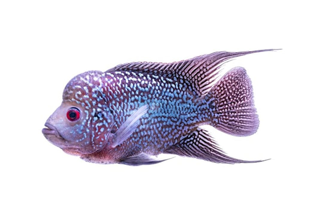 Blood Parrot Cichlid