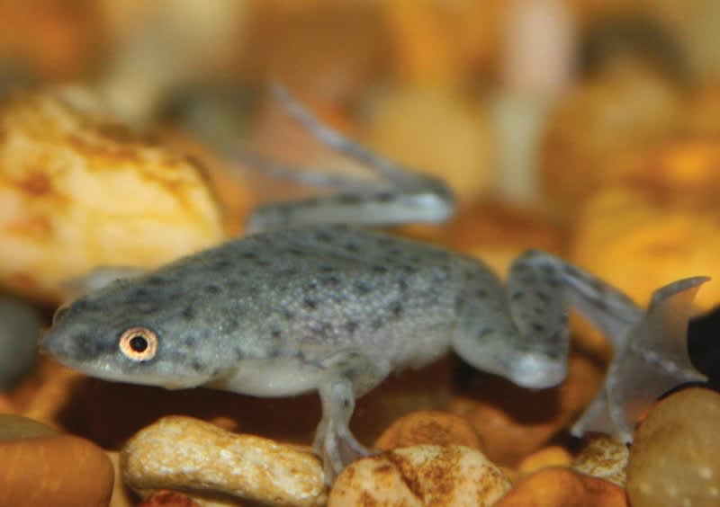 underwater frogs