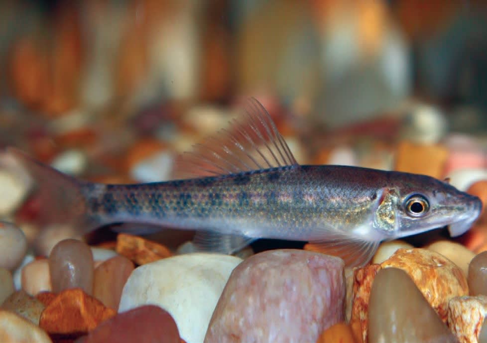 japanese algae eater fish