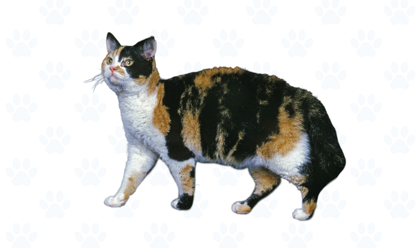 Calico coat example