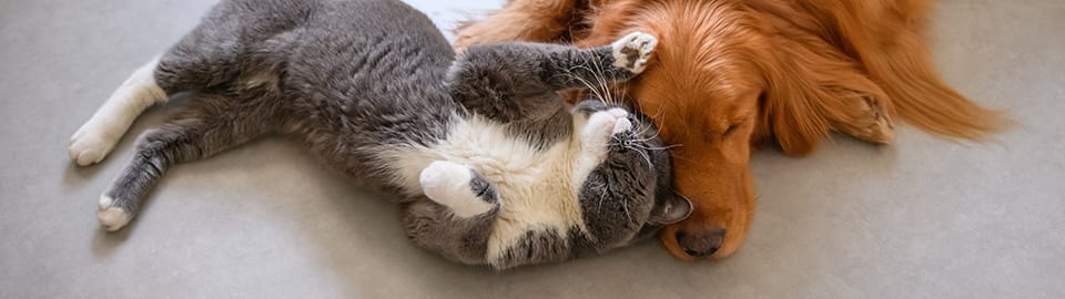 dog and cat cuddle