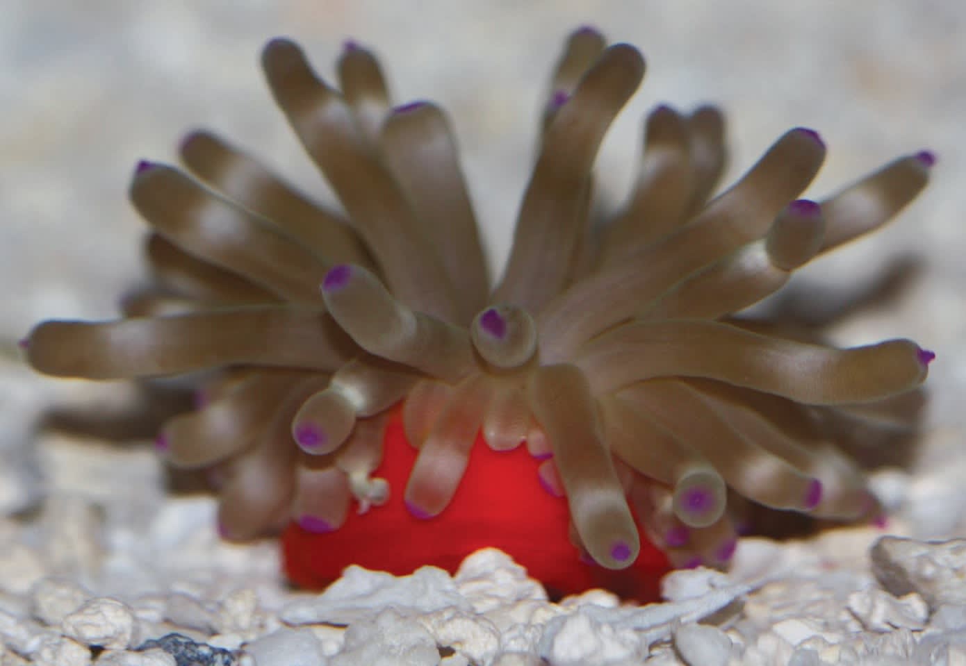 Anemone Care How To Care For Your Pet Anemone Petco