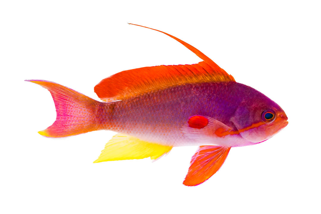 anthias care sheet