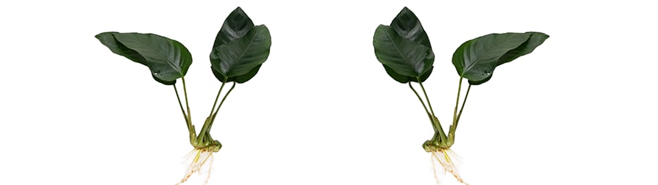 Anubias Nana Care Guide 