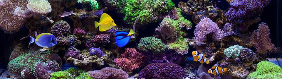 6 Ways To Safely and Quickly Lower and Raise PH Levels in Your Aquarium -  A-Z Animals