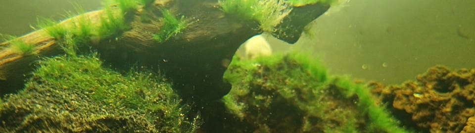 Different types store of aquarium algae