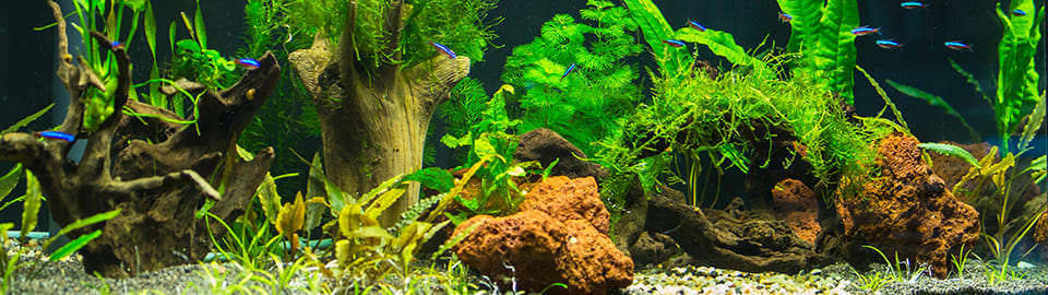 aquarium hardscape live animals, rock, and wood