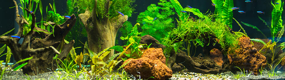 Aquarium Hardscaping Wood Rocks Substrate Ideas and Solutions