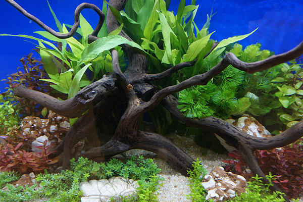 aquarium hardscaping driftwood