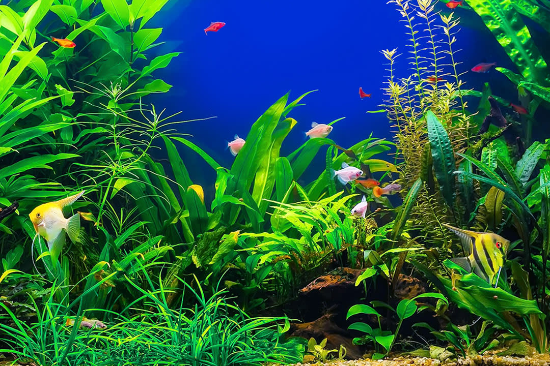 aquarium with fish & plants