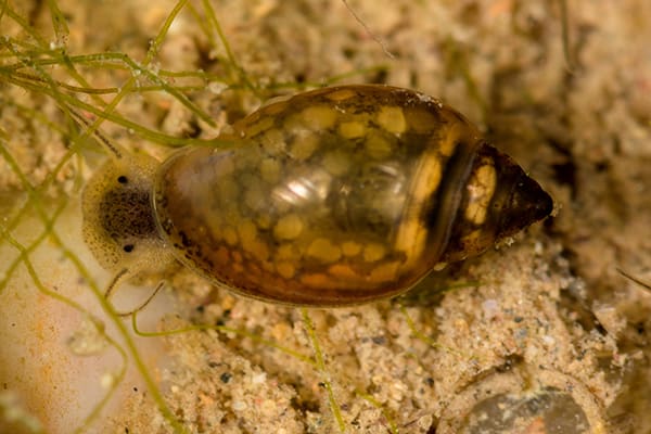 close-up bladder snail