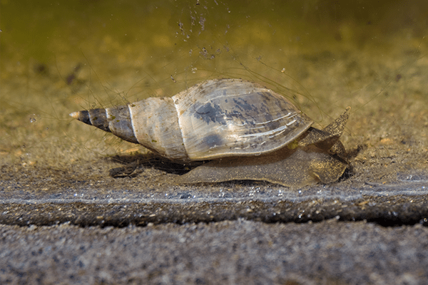 close-up pond snail