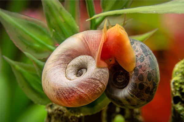 close-up ramshorn snail